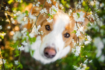 Картинка животные собаки собака взгляд друг