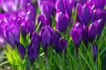 Картинка цветы крокусы цветение капли зелень