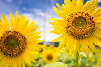 Картинка цветы подсолнухи небо лепестки