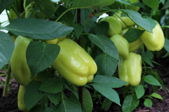 Картинка природа урожай теплица перец болгарский овощи вкусно дача красота лето