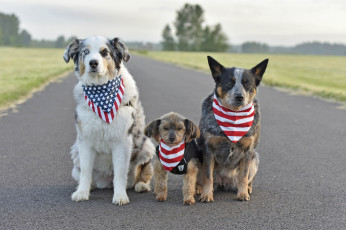 Картинка животные собаки друзья дорога