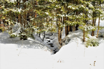 Картинка природа зима снег деревья