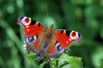 Картинка животные бабочки +мотыльки +моли бабочка