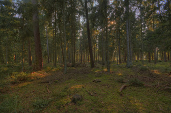 Картинка природа лес простор