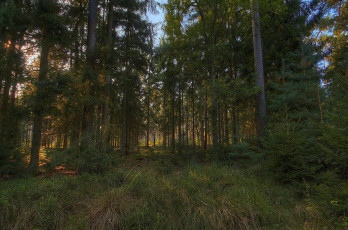 Картинка природа лес простор