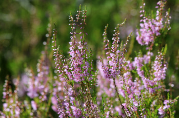 Картинка цветы вереск +эрики красота карелия цветение природа лето лес