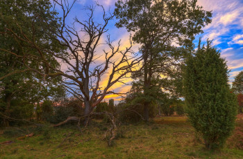 Картинка природа лес простор