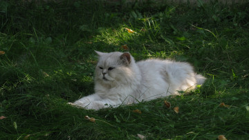 Картинка животные коты растения отдых