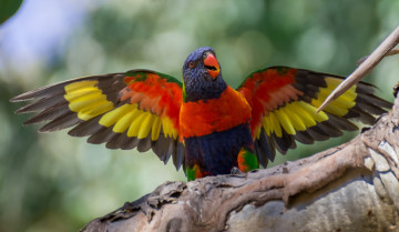 Картинка животные попугаи клюв отдых попугай птица