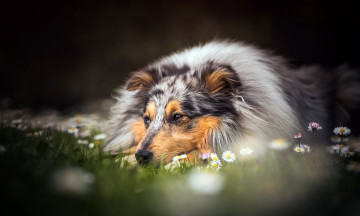 Картинка животные собаки лето собака друг взгляд