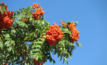 Картинка природа Ягоды +рябина ягоды рябина листья ветки