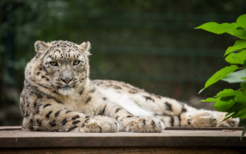Картинка животные снежный+барс+ ирбис отдых растения взгляд