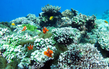 Картинка животные рыбы рыба каралы море