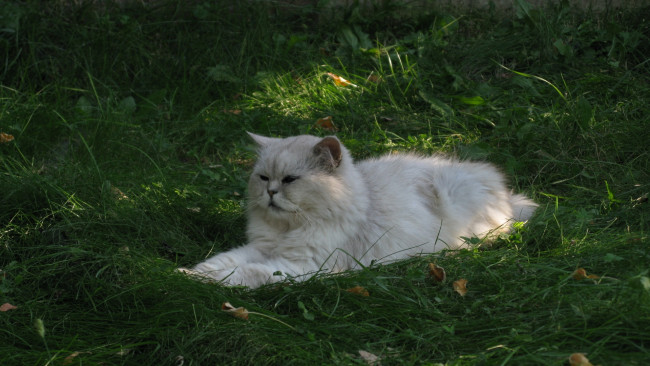 Обои картинки фото животные, коты, растения, отдых