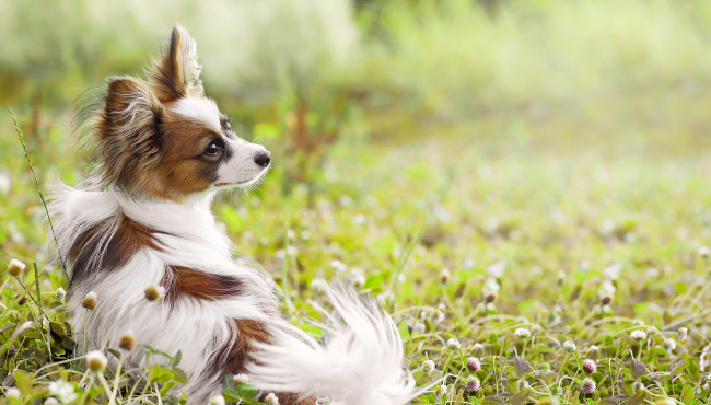 Обои картинки фото животные, собаки, друг, лето, взгляд, собака