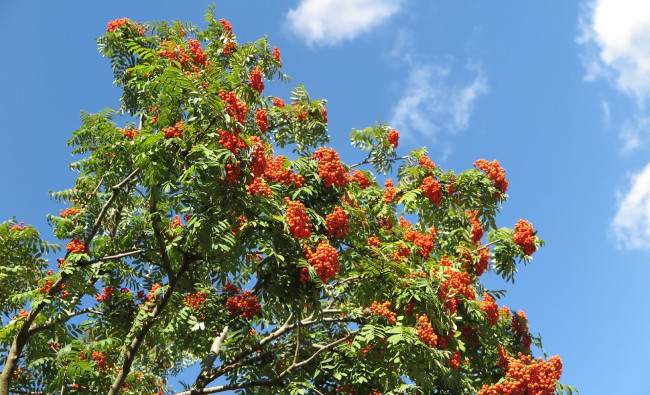 Обои картинки фото природа, Ягоды,  рябина, рябина, ягоды, листья, ветки