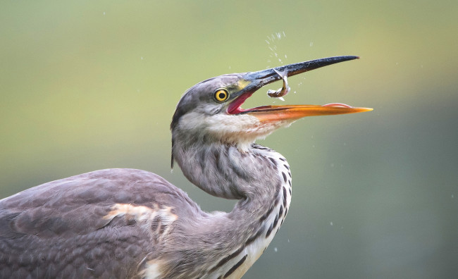 Обои картинки фото животные, цапли,  выпи, птица, цапля, клюв, рыбка, добыча