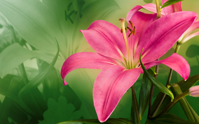 Обои картинки фото цветы, лилии,  лилейники, крупным, планом, лилия, розовая, большая