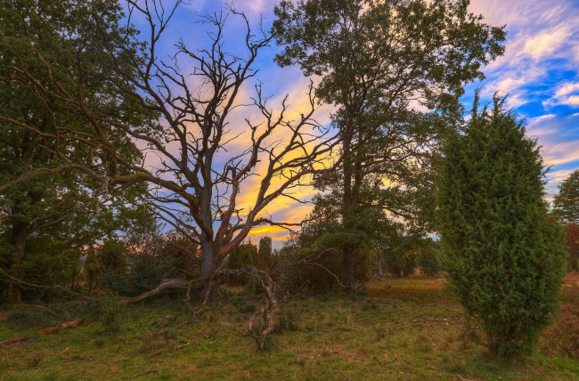 Обои картинки фото природа, лес, простор