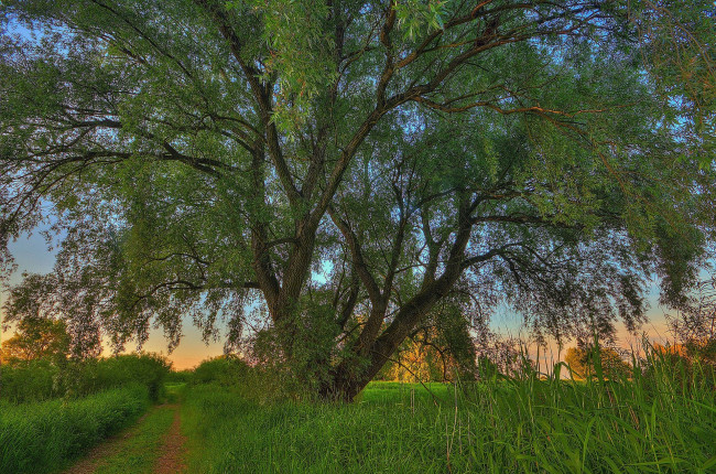 Обои картинки фото природа, деревья, простор