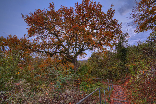 Обои картинки фото природа, лес, простор