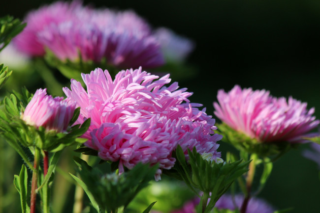 Обои картинки фото цветы, астры, красиво, цветение, дача, природа, лето, красота