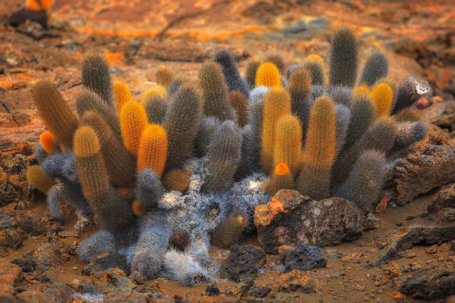 Обои картинки фото цветы, кактусы, кактус, пустыня, растение