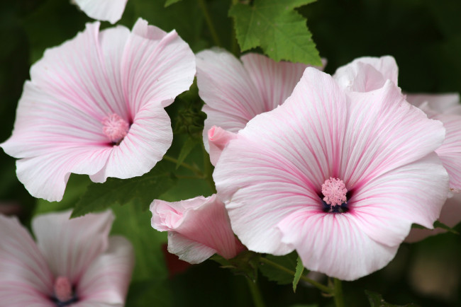 Обои картинки фото цветы, лаватера, природа, лето, красота, красиво, дача, цветение