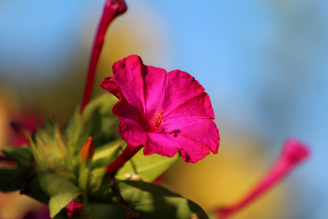 Обои картинки фото цветы, мирабилис , ночная красавица, цветение, природа, мирабилис, лето, красота, красиво, дача