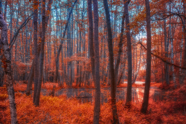 Обои картинки фото природа, лес, простор