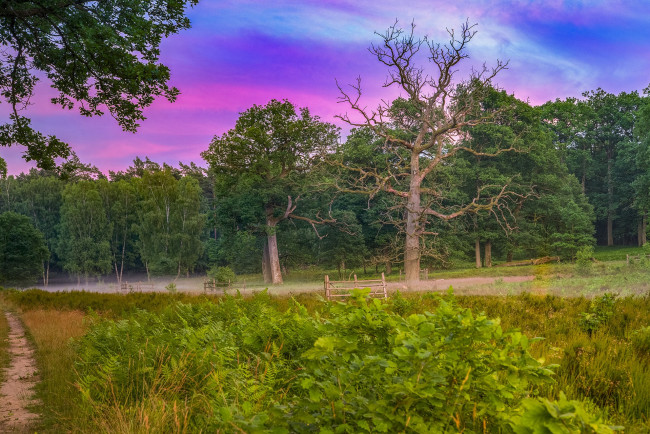 Обои картинки фото природа, лес, простор