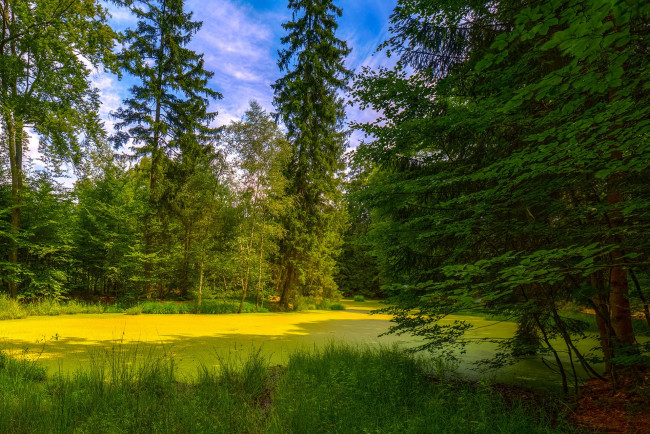 Обои картинки фото природа, лес, простор