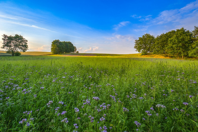 Обои картинки фото природа, поля, простор