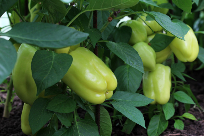 Обои картинки фото природа, урожай, теплица, перец, болгарский, овощи, вкусно, дача, красота, лето