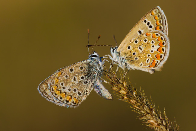 Обои картинки фото животные, бабочки,  мотыльки,  моли, макро, колос, фон, травa