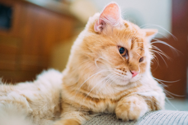 Обои картинки фото животные, коты, кошка, шерсть, глаза