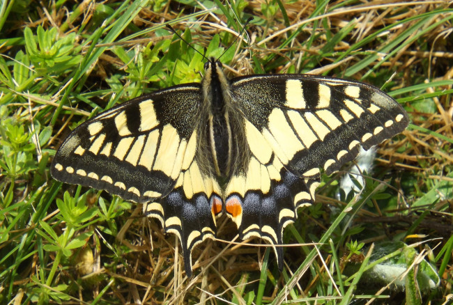 Обои картинки фото животные, бабочки,  мотыльки,  моли, бабочка