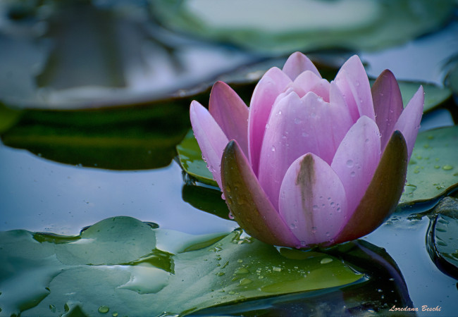 Обои картинки фото цветы, лилии водяные,  нимфеи,  кувшинки, кувшинка, листья, природа, вода, цветение