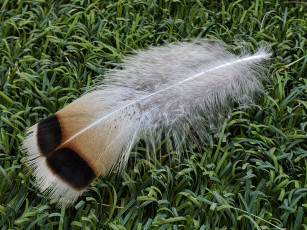 Картинка разное перья перо