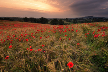 Картинка природа поля простор