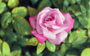 Картинка цветы розы капли