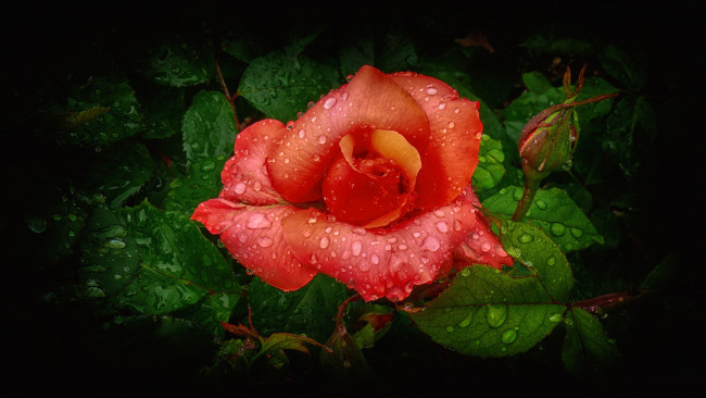 Обои картинки фото цветы, розы, капли