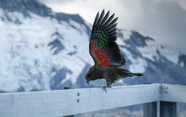 Обои картинки фото животные, попугаи, попугай