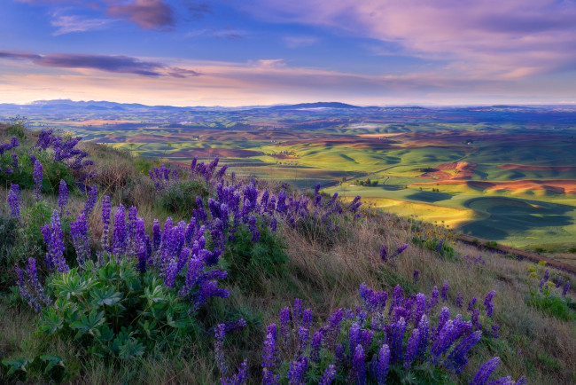 Обои картинки фото природа, луга, простор