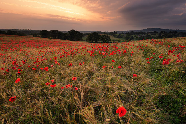 Обои картинки фото природа, поля, простор