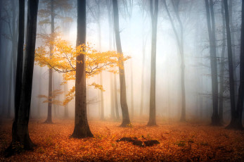 Картинка природа лес деревья туман осень листья