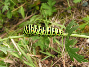 Картинка животные гусеницы