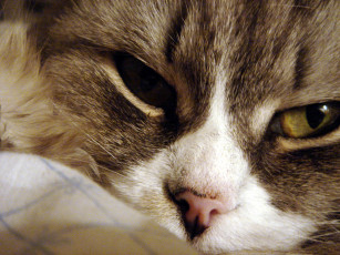 Картинка животные коты