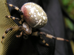 Картинка животные пауки