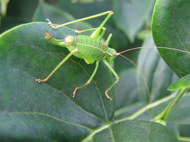 Обои картинки фото животные, кузнечики, саранча